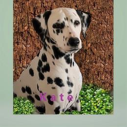 Kate - Dalmatian
