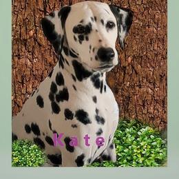 Kate - Dalmatian