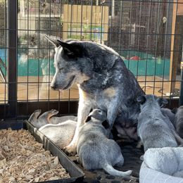 Australian Cattle Dog Puppies from Tin Roof Australian Cattle Dogs