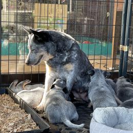 Australian Cattle Dog Puppies from Tin Roof Australian Cattle Dogs