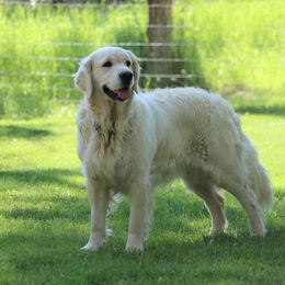 Nollie - Golden Retriever