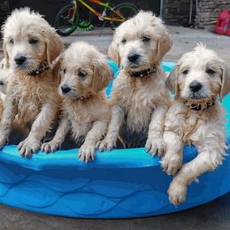 Goldendoodle Puppies from SUPERDog Doodles
