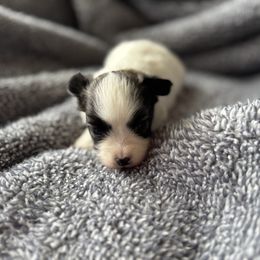 Boy 1 - White and sable male Papillon puppy in Shirley, Arkansas from Lucky Pups