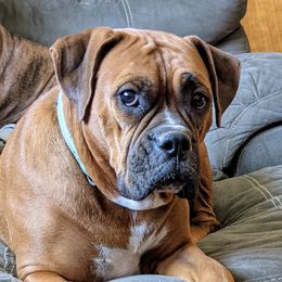 Ruby - Boxer