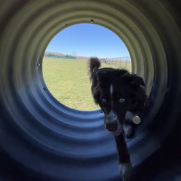 Australian Shepherd All Grown Up from Aussie Angels