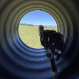 Australian Shepherd All Grown Up from Aussie Angels