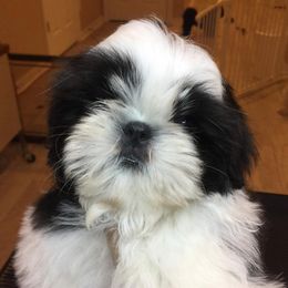 Shih Tzus from Autumn Shih Tzu
