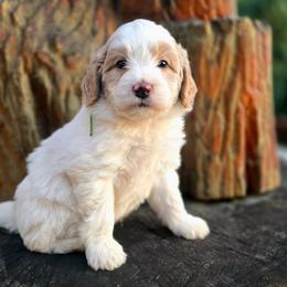Blizzard- Green Collar - Parti male Goldendoodle puppy in Eugene, Oregon from Oregon's Legendary Goldendoodles