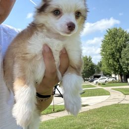Trinity - Apricot male Chinese Crested puppy in Worthington, Minnesota from Alvarez Chinese Crested