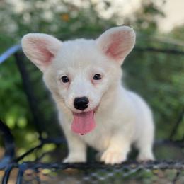 Sadie Jo - Red and white female American Corgi puppy in Hope, Arkansas from Foxy Knoll Farm