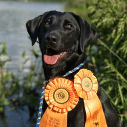 Zuppa  - Labrador Retriever