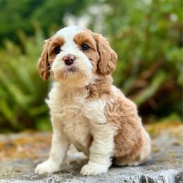 Cinderella (Teal Collar) - Red female Bernedoodle puppy in Stanwood, Washington from Butter Cup Pups and Paws