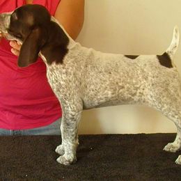 German Shorthaired Pointer Puppies from Redrock German Shorthaired Pointers