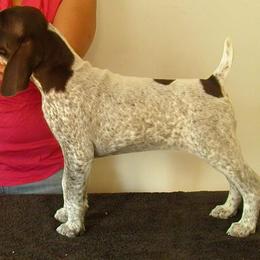 German Shorthaired Pointer Puppies from Redrock German Shorthaired Pointers