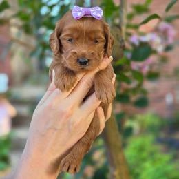 Bella - Red  female Goldendoodle puppy in Little Rock, Arkansas from Adorable Mini Doodles LLC