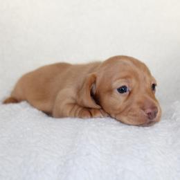 Strawberry - Red female Dachshund puppy in Fairfax, Iowa from Grayson’s Lovable Dachshunds