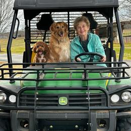 Aussiedoodle All Grown Up from Double E Doodles