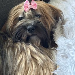 Kahlua - Lhasa Apso