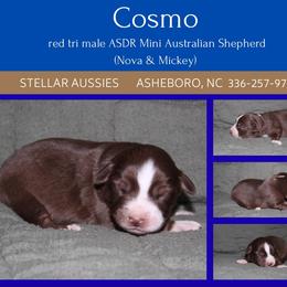 Cosmo - Red tri male Miniature Australian Shepherd puppy in Asheboro, North Carolina from Stellar Aussies