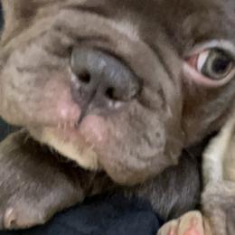 French Bulldogs from Frenchie Adventures