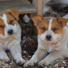 Australian Cattle Dog Puppies from Americana Farm