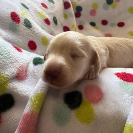 Boy 2 AKC 3900 - Cream male Dachshund puppy in Ocala, Florida from Island Farms Mimi’s Dachshunds Florida