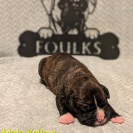 Yellow Collar - Brindle male Boxer puppy in Mount Zion, Illinois from Foulk's Boxer Puppies