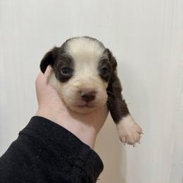 Scarlett - Red tri-color female Australian Shepherd puppy in Cushing, Oklahoma from Midwest LP Aussies