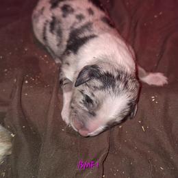 BMF1- DIAMOND - Blue merle female Australian Shepherd puppy in Salem, Arkansas from Patchwork Kennels