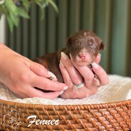 Fennec - Phantom male Goldendoodle puppy in Van Alstyne, Texas from Forest Haven Doodle Co.