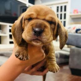 Male Red (Copper) - Red and white male Basset Hound puppy in Oviedo, Florida from Boss Farms