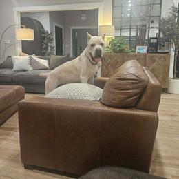 Legend - Cane Corso