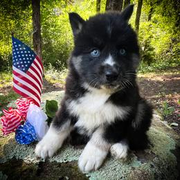 Mia - Black and white female Siberian Husky puppy in Union Grove, Alabama from Southern Siberian Life