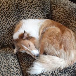 Litha - Collie