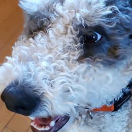 Sheepadoodle puppies from Fluffy Wonders Poms and Doodles