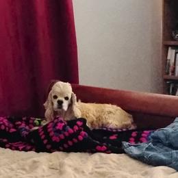 ANGEL - Cocker Spaniel