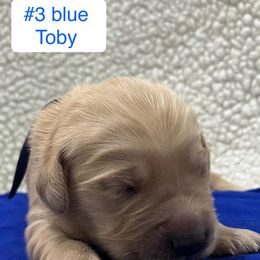 Toby - Golden male Golden Retriever puppy in Pueblo, Colorado from GR8 Goldens