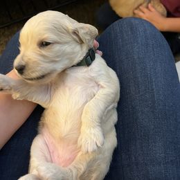 Goldendoodle Puppies from Casita Goldendoodles