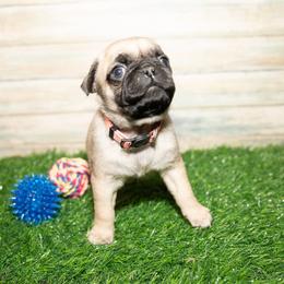 Luna (pink) - Fawn female Pug puppy in Hereford, Arizona from Broken Road Ranch Pugs