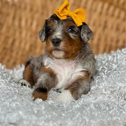 Yellow - Blue merle female Bernedoodle puppy in Hesperia, Michigan from Red Acres Poodles & Doodles