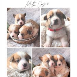 Boy 2 - White and red male Pembroke Welsh Corgi puppy in Milton, Florida from Milton Corgis