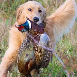 German Shorthaired Pointers and Golden Retrievers from Blazing Ridge Working Dogs