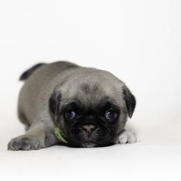 Nala (green) - Fawn female Pug puppy in Hereford, Arizona from Broken Road Ranch Pugs