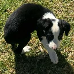 Girl 452 - Black and white female Border Collie puppy in Temecula, California from West Coast Border Collies