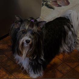 Biewer Terrier puppies from Coastal Maine Biewer Terriers