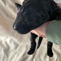 Black girl - Black female Labrador Retriever puppy in Isanti, Minnesota from Four Corners Family Labs