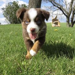 Glenda - Red tri female Miniature Australian Shepherd puppy in Osceola Mills, Pennsylvania from Grace River Aussies