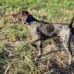 Dallas - German Shorthaired Pointer