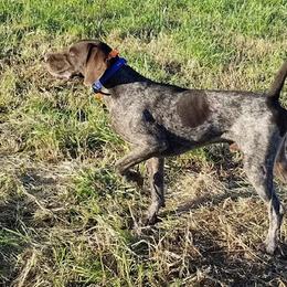 Dallas - German Shorthaired Pointer