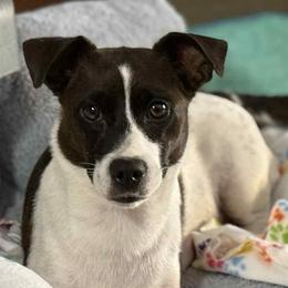 Mocha - Russell Terrier